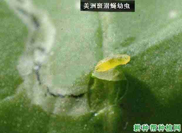 种西瓜如何防治美洲斑潜蝇害虫(种西瓜如何防治美洲斑潜蝇虫)